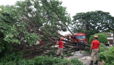 Ventos de 83 km/h derrubam árvores durante chuva acompanhada com granizo em MS